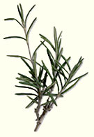 Rosemary stimulates appetite and digestion and freshens stale hospital rooms.